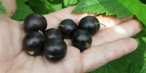 Noć slavuja od crnog ribizla: opis, sadnja i njega